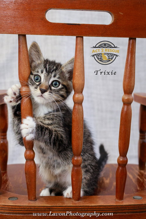Trixie, an adoptable Domestic Short Hair in Riverside, CA