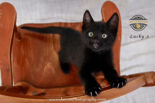 Lucky 2, an adoptable Domestic Short Hair in Riverside, CA