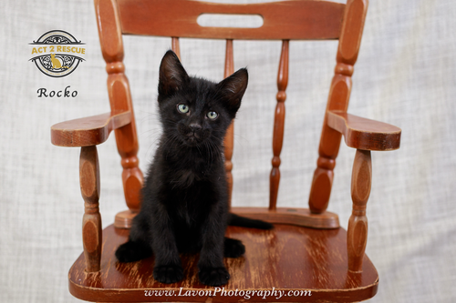 Rocko, an adoptable Domestic Short Hair in Riverside, CA