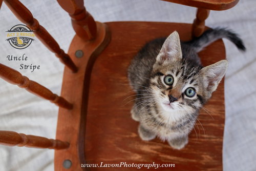 Uncle Stripe, an adoptable Domestic Short Hair in Riverside, CA