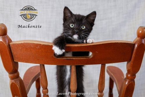 Mackenzie, an adoptable Domestic Short Hair in Riverside, CA