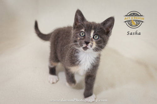 Sasha, Baby Dilute Calico / Domestic Short Hair / Mixed (short coat), cat for adoption in Diamond Bar, California