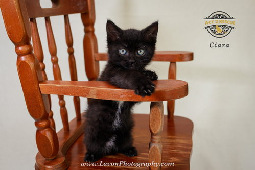 Ciara, an adoptable Domestic Short Hair in Riverside, CA