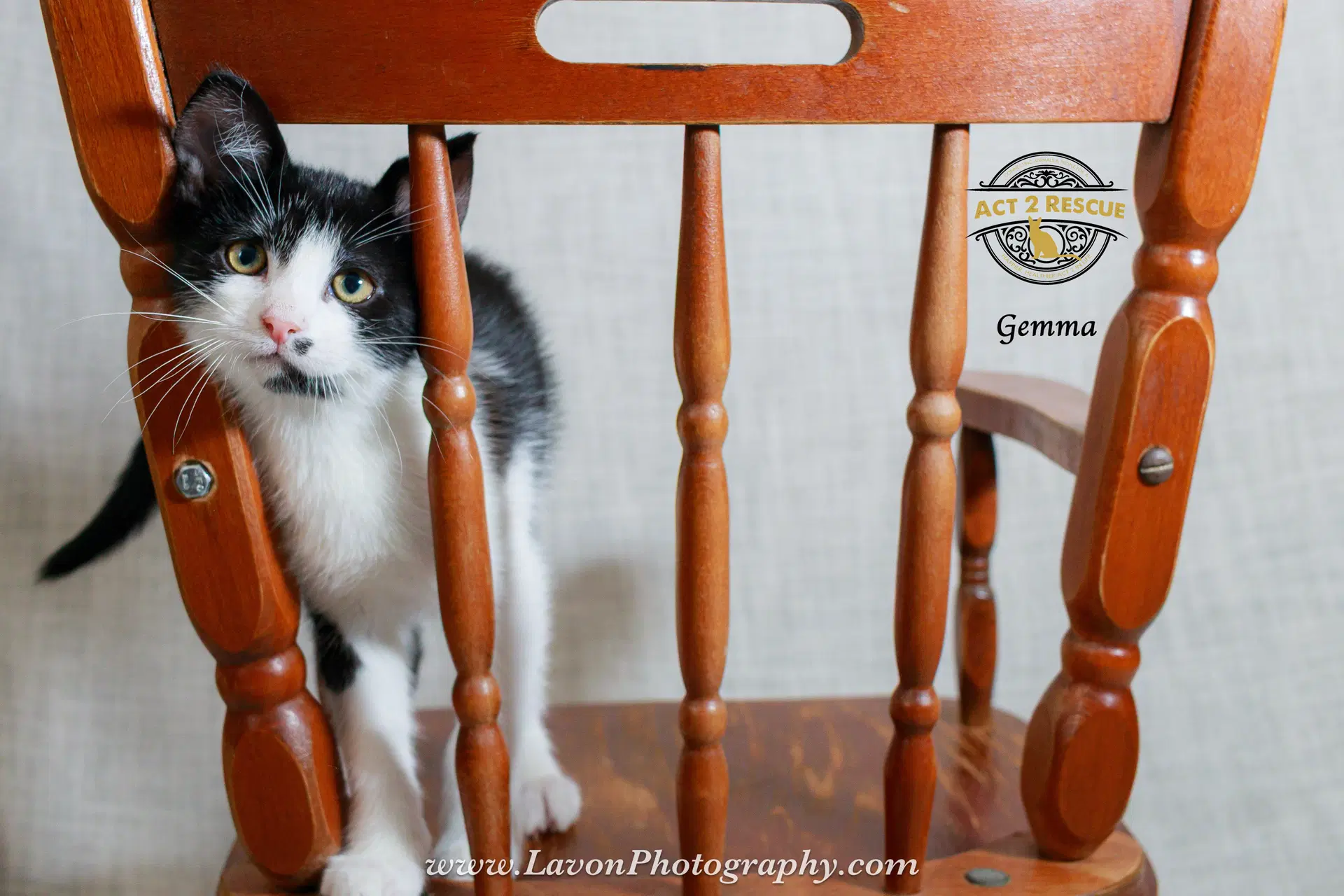 Gemma - Domestic Short Hair