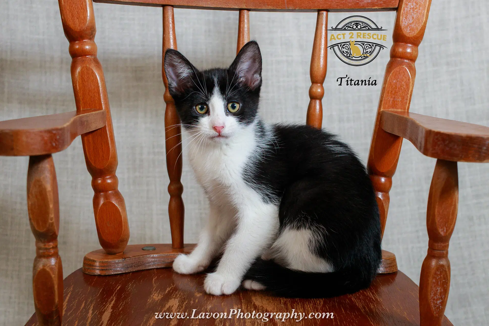Titania - Domestic Short Hair