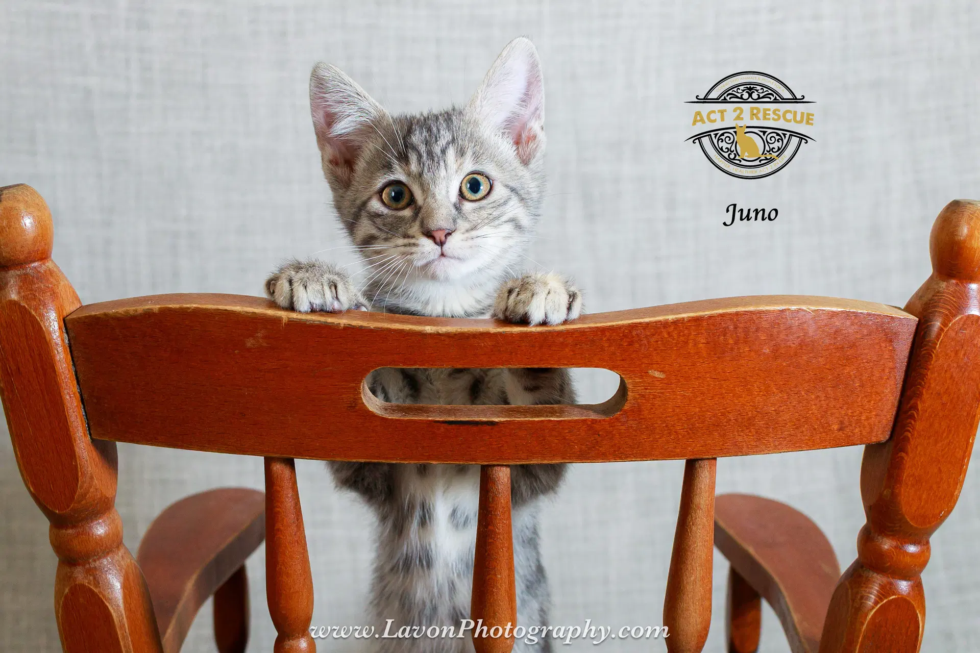 Juno - Dilute Tortoiseshell