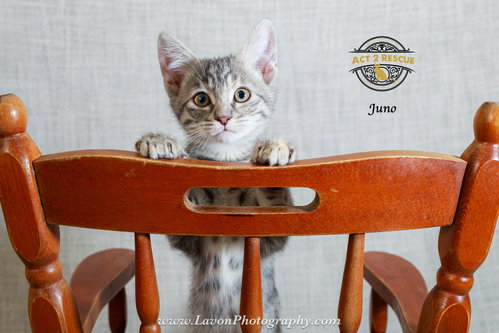 Juno