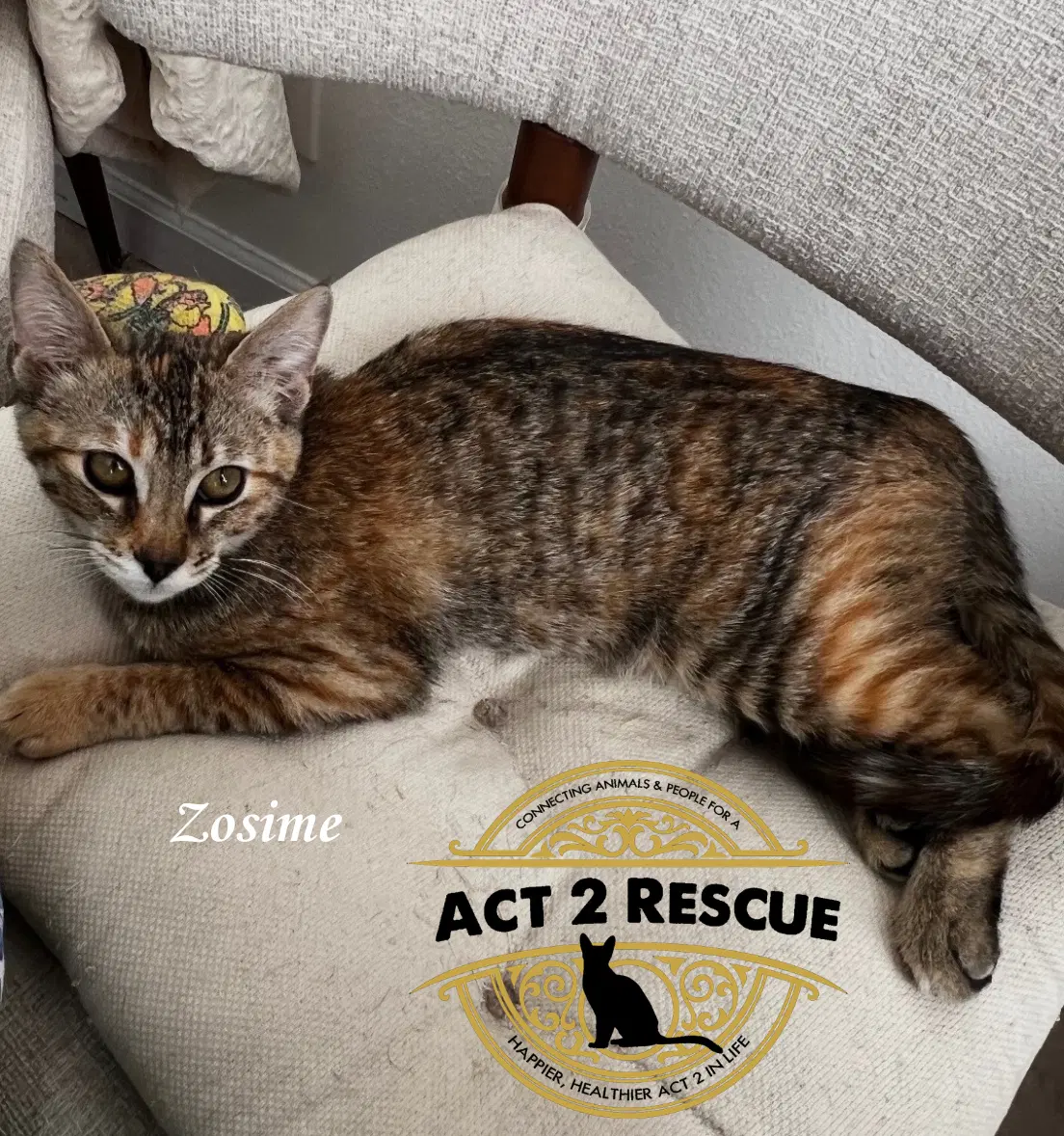 Zosime - Domestic Short Hair