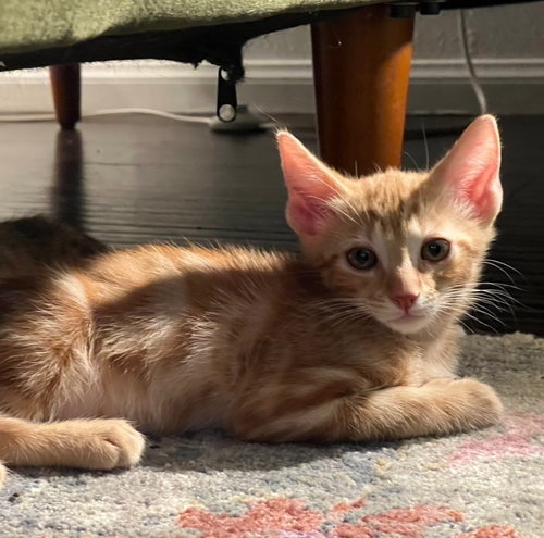 Toku, an adoptable Domestic Short Hair in Riverside, CA
