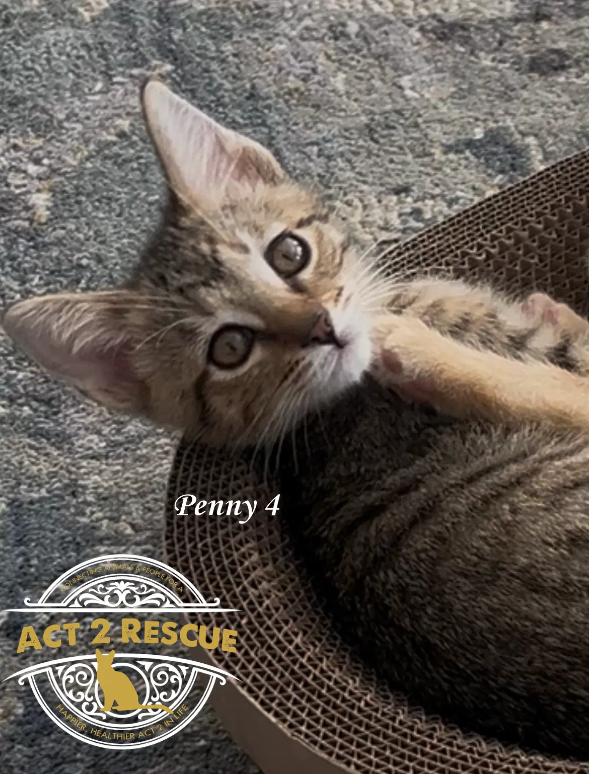 Penny - Domestic Short Hair