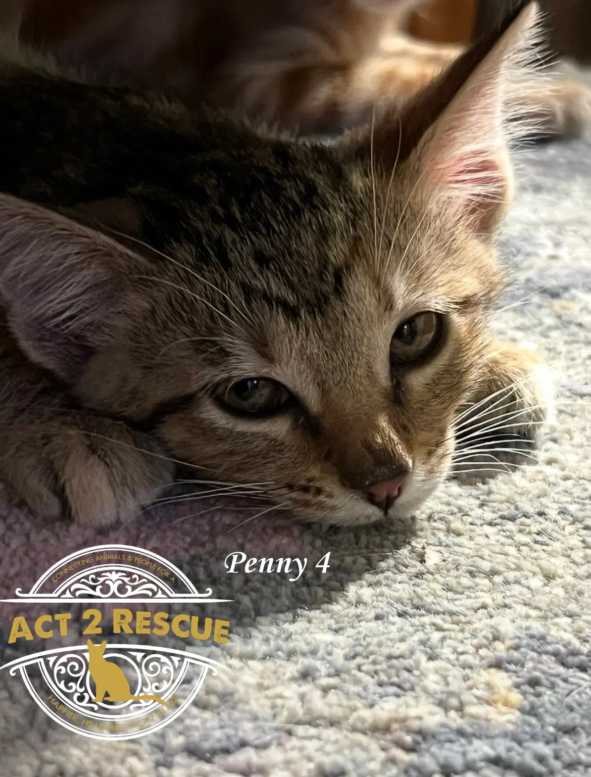 Penny image 2
