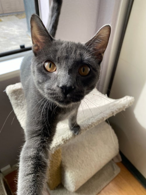 Zaya, an adoptable Russian Blue in Riverside, CA