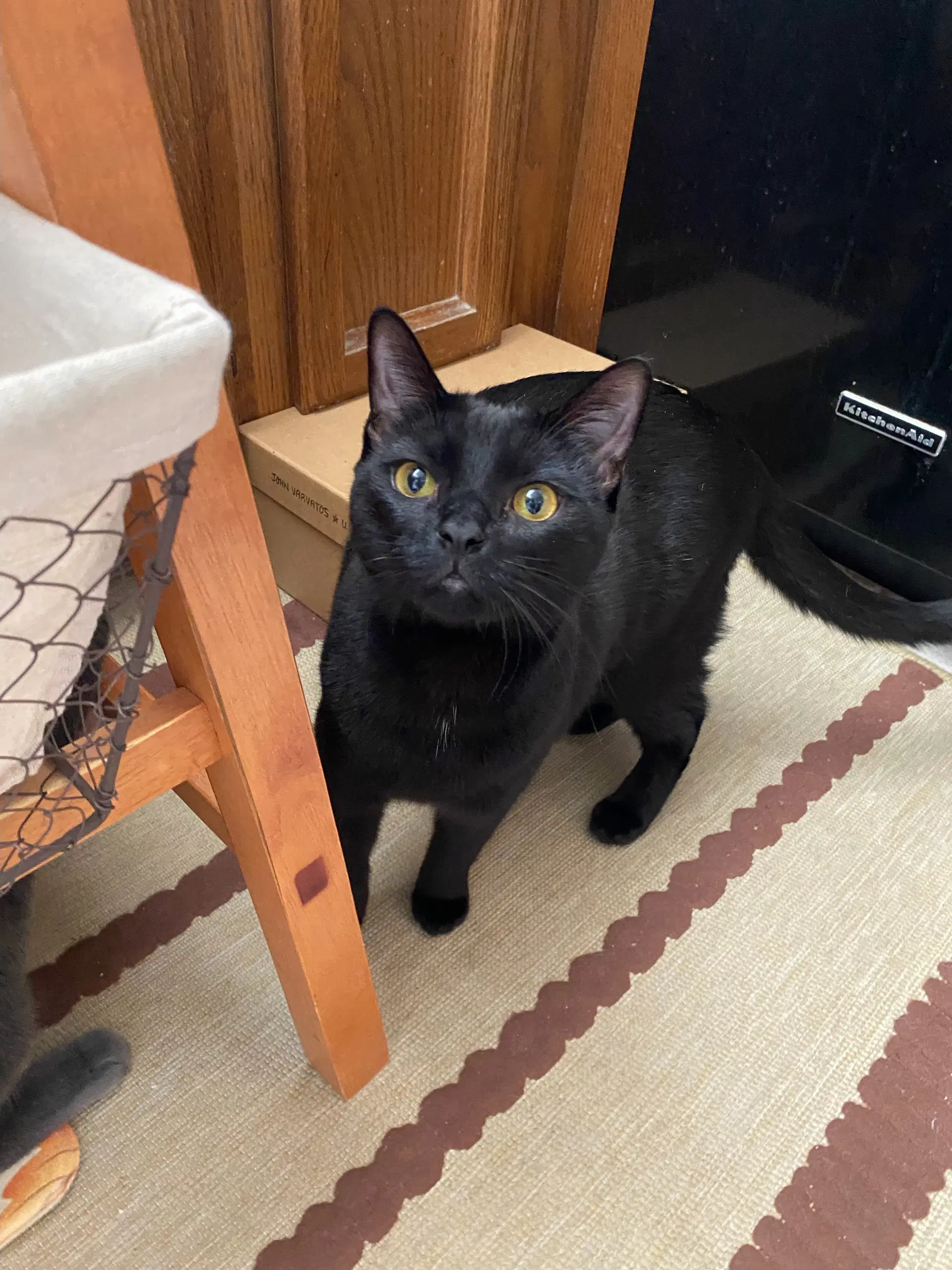 Luna - Domestic Short Hair
