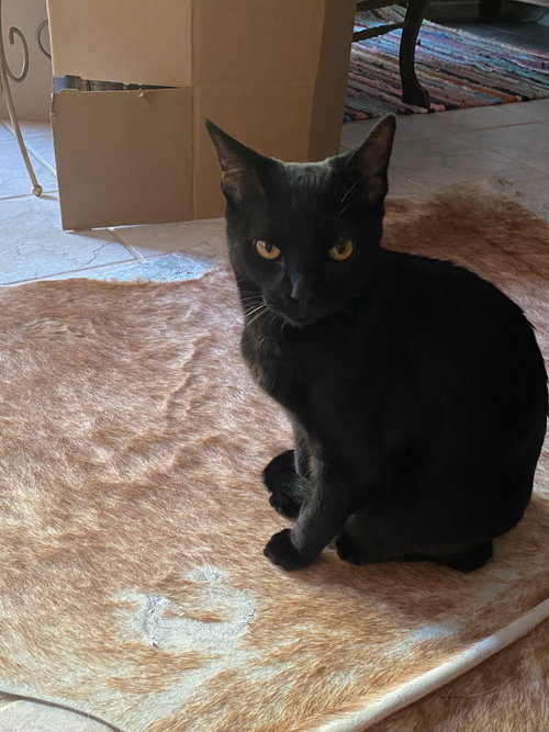Selene, an adoptable Domestic Short Hair in Riverside, CA