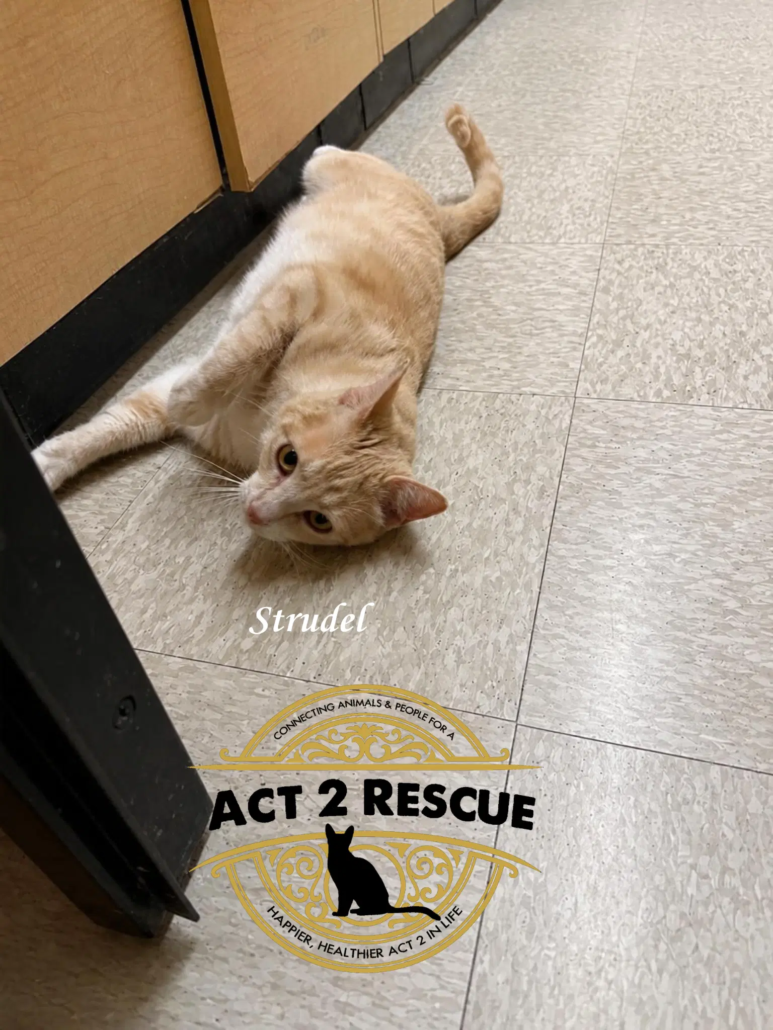 Strudel - Domestic Short Hair