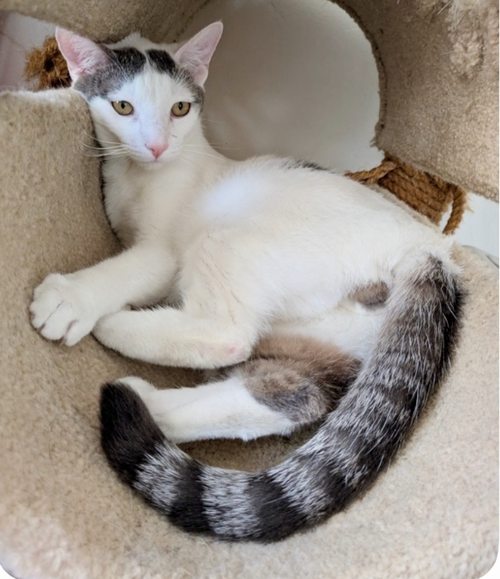 Alfalfa, an adoptable Domestic Short Hair in Riverside, CA