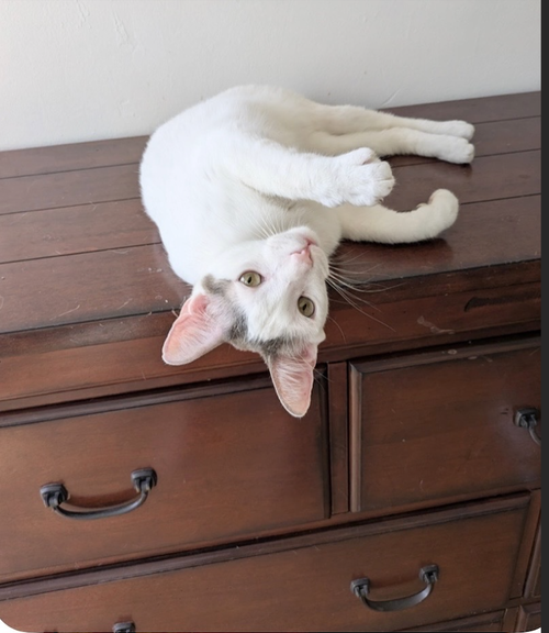 Tattoo, an adoptable Domestic Short Hair in Riverside, CA
