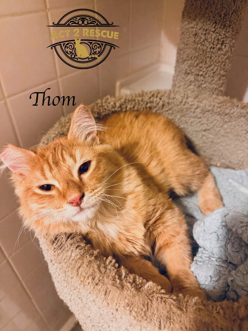 Thom 3, an adoptable Domestic Medium Hair in Riverside, CA