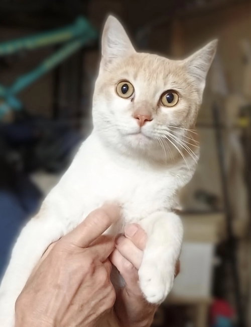 Jack 4, an adoptable Domestic Short Hair in Riverside, CA
