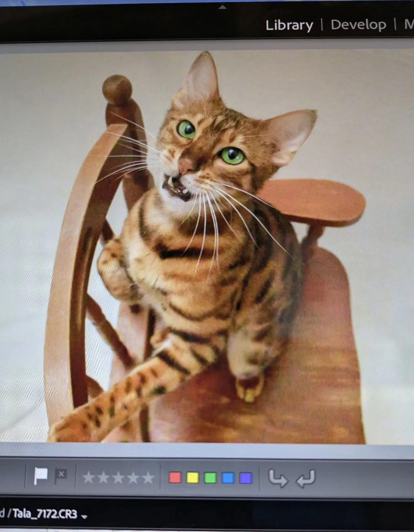 Tala - Bengal