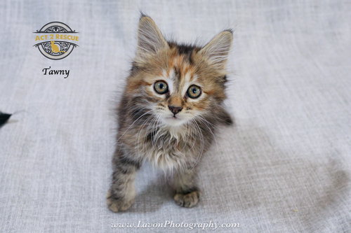 Tawny photo 3