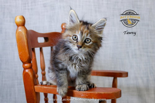 Tawny photo 4