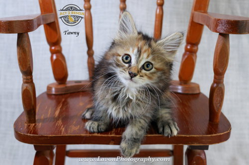 Tawny photo 5