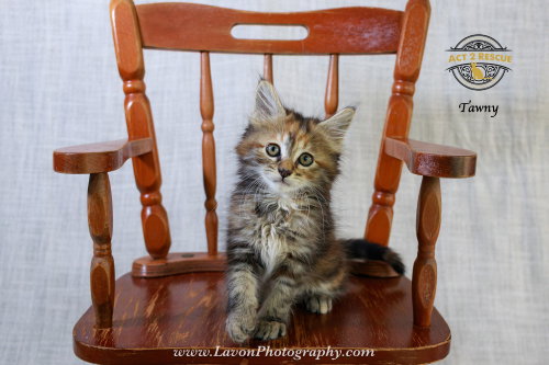 Tawny photo 6