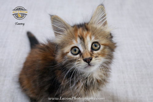 Tawny photo 7