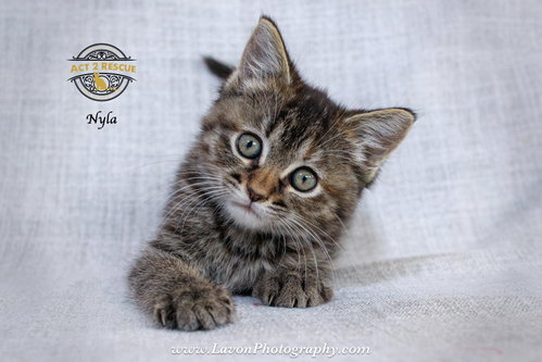 Nyla photo 2