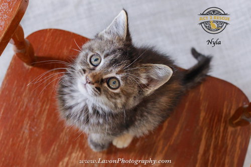 Nyla photo 3