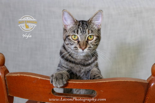 Photo 4 of Nyla