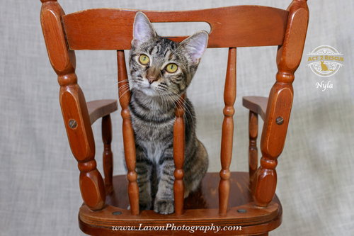 Photo 5 of Nyla