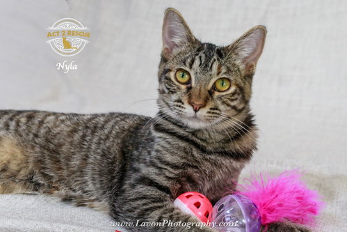 Photo 6 of Nyla