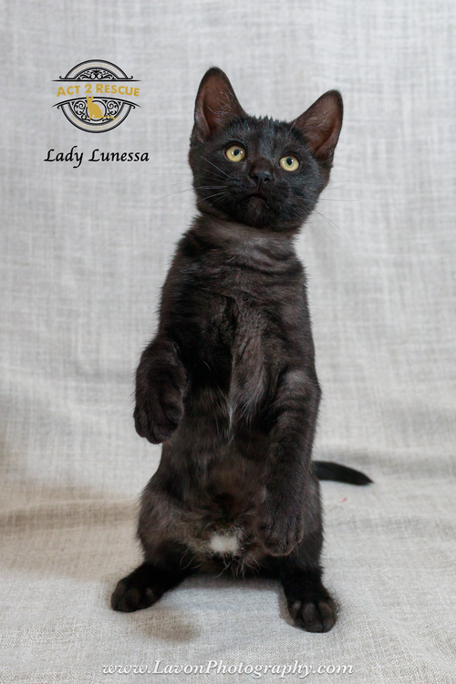 Lady Lunessa