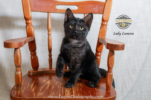 Lady Lunessa
