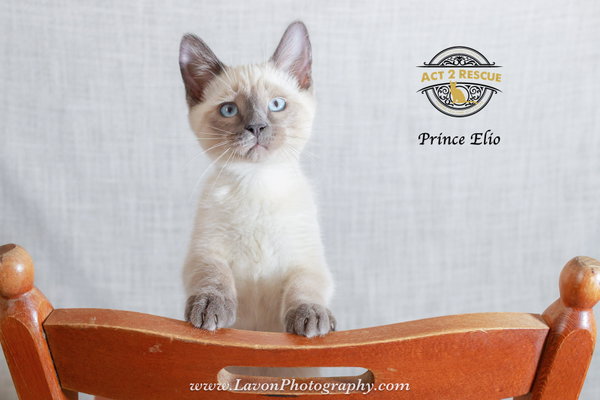 Prince Elio