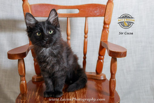 Sir Cocoa