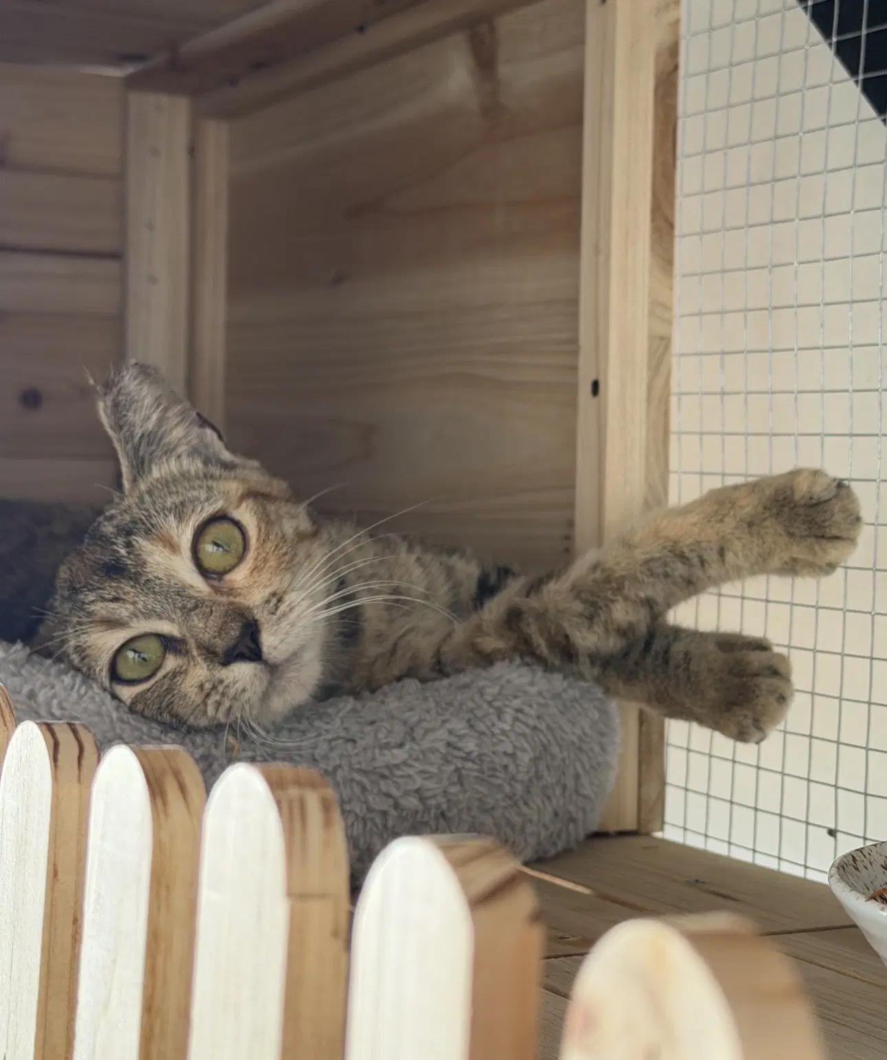 Honey - Torbie