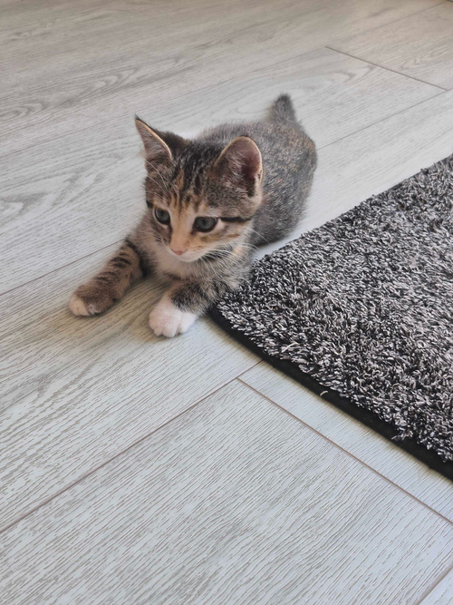 Devyn, an adoptable Domestic Short Hair in Riverside, CA