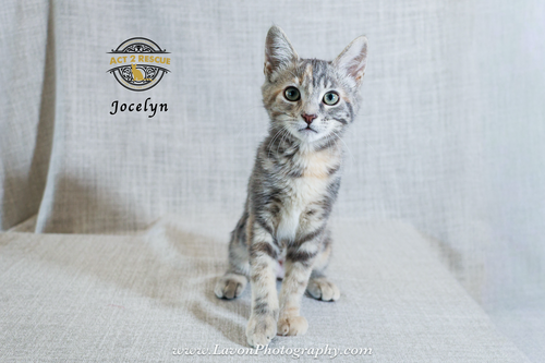 Jocelyn, an adoptable Dilute Tortoiseshell in Riverside, CA