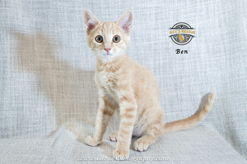 Ben, an adoptable Domestic Short Hair in Riverside, CA