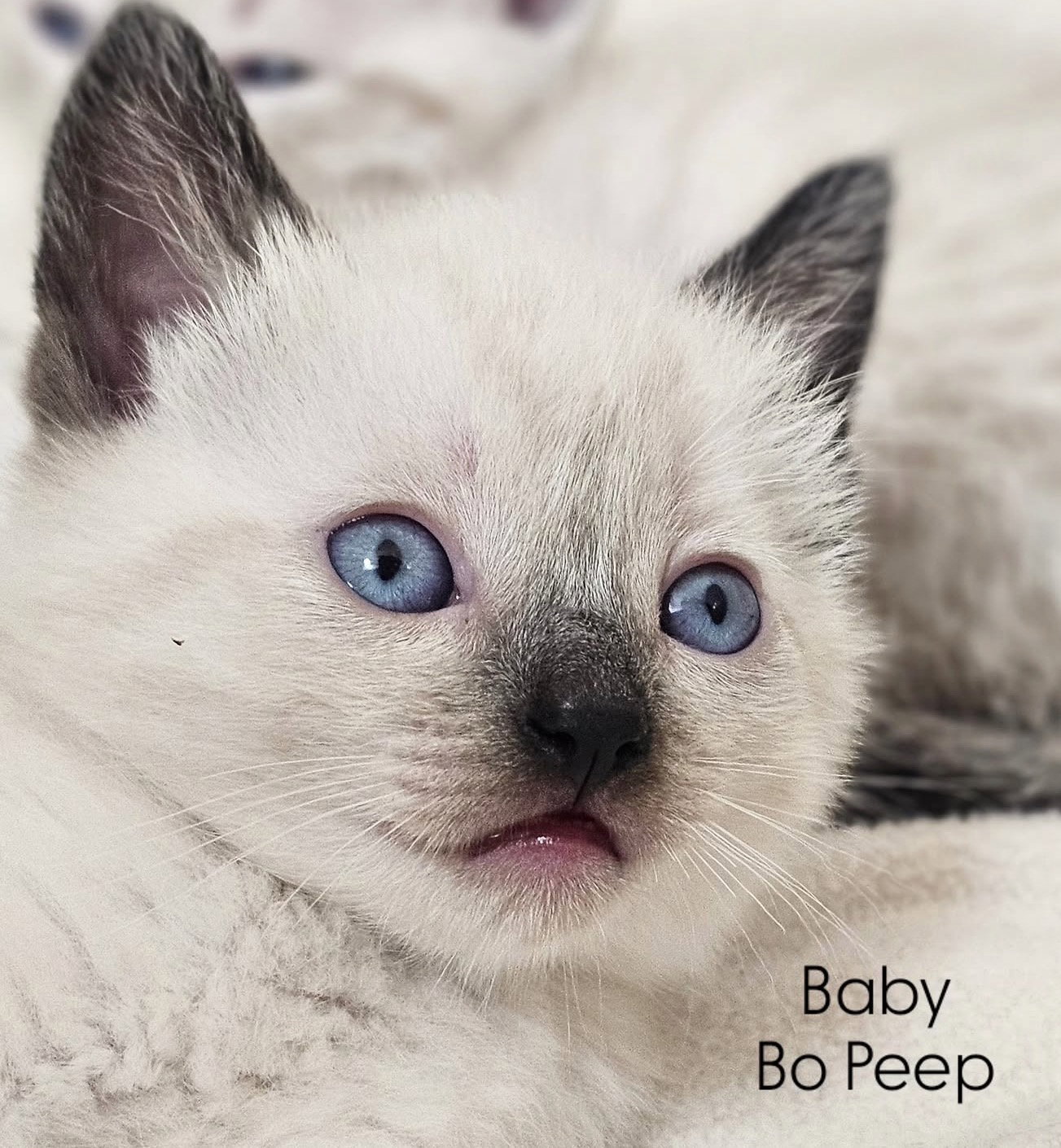 Bo Peep Image
