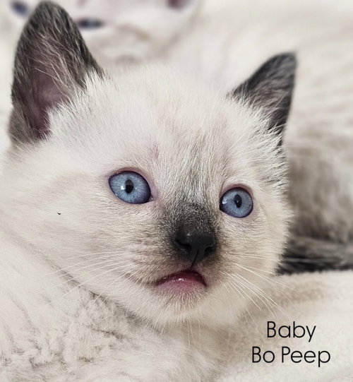 Bo Peep
