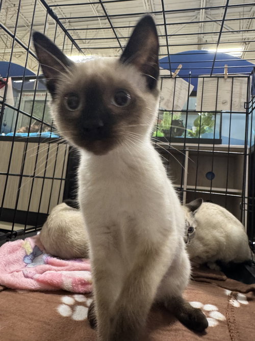 BO PEEP - Siamese available for adoption