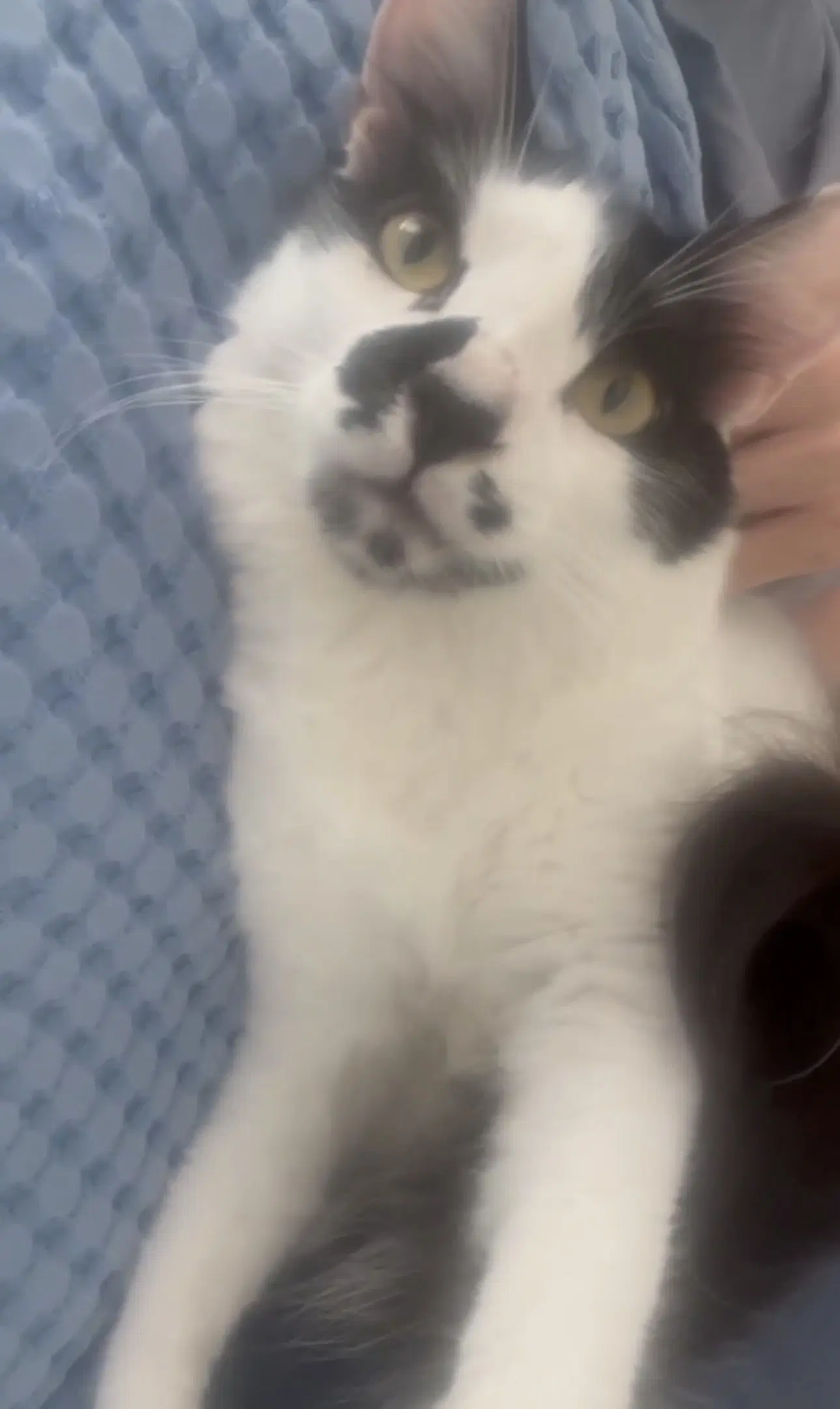 Jules - Domestic Short Hair