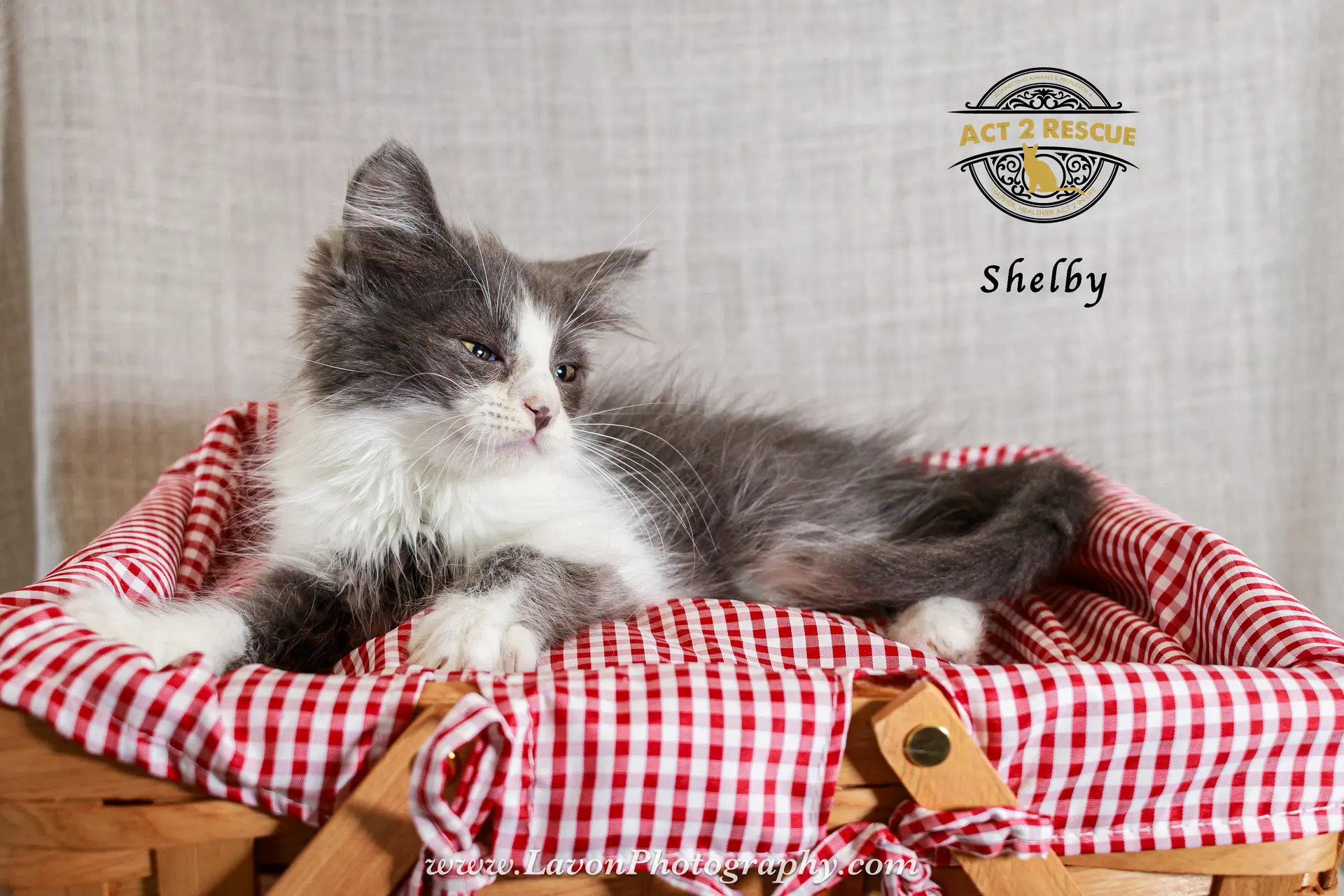 Shelby image 2