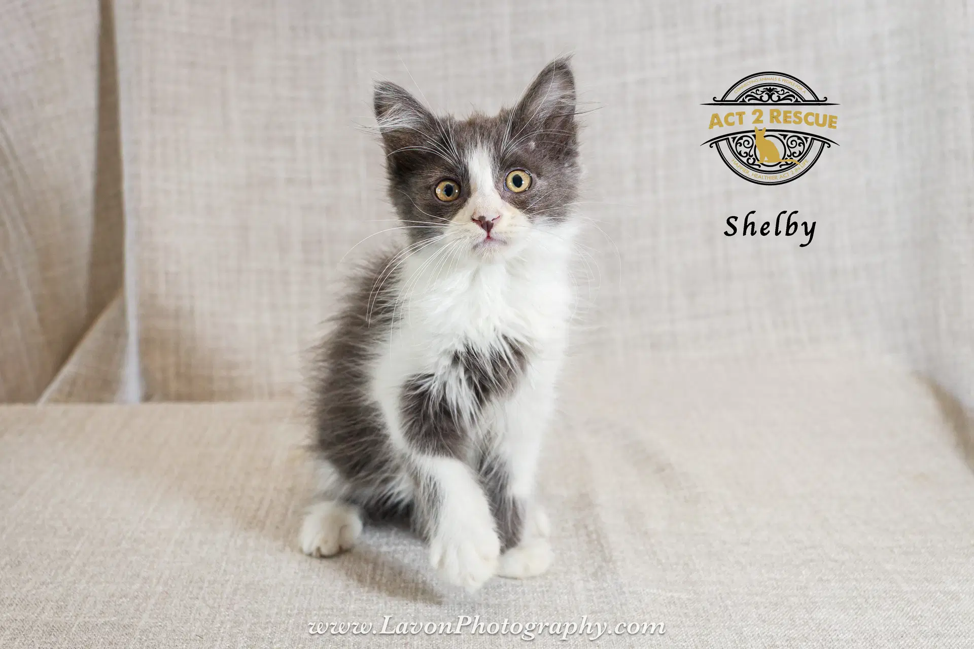 Shelby image 4