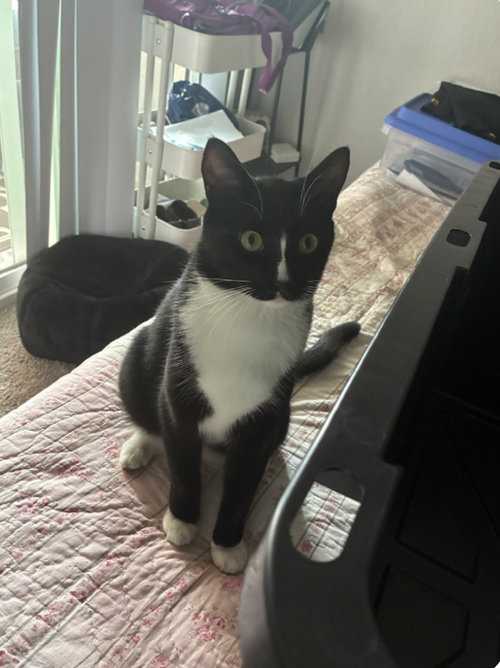 Sashimi, Young Tuxedo / Domestic Short Hair / Mixed (short coat), cat for adoption in Perris, California