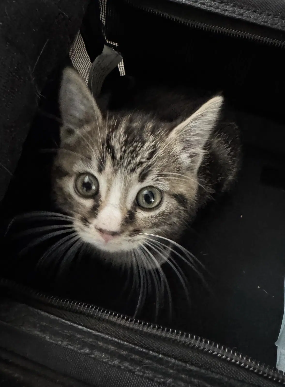 Stiorra - Domestic Short Hair